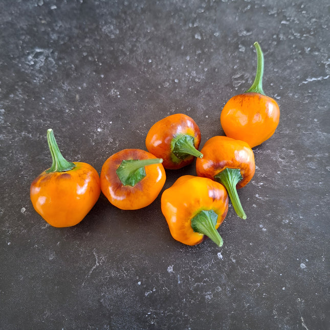 Papryka ostra Golden Nugget BIO - Capsicum annuum
