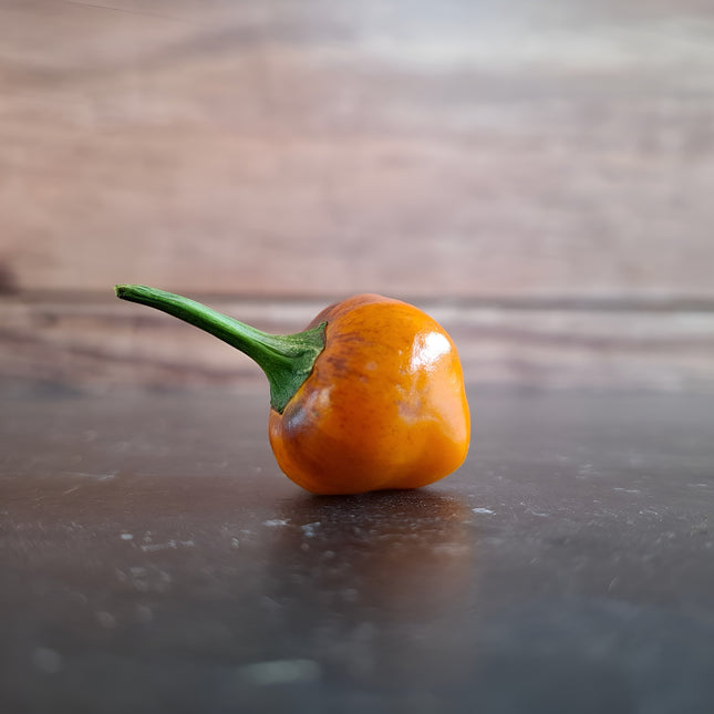 Papryka ostra Golden Nugget BIO - Capsicum annuum