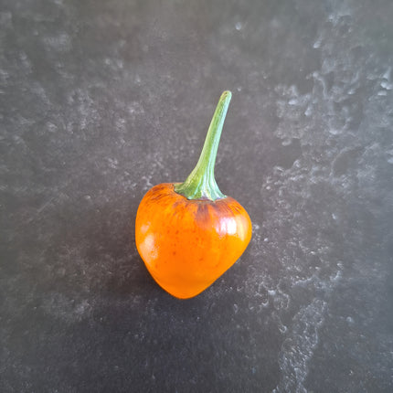 Papryka ostra Golden Nugget BIO - Capsicum annuum
