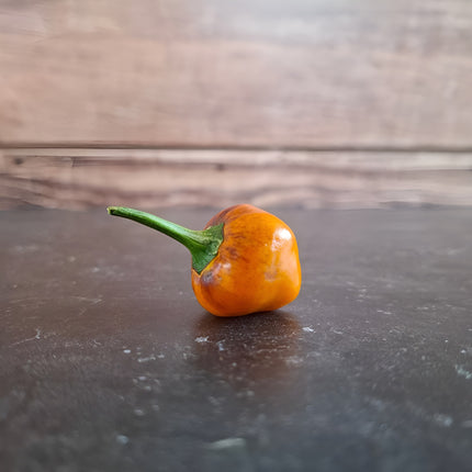 Papryka ostra Golden Nugget BIO - Capsicum annuum