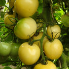 Pomidor wysoki biały Blanche de Picardie BIO - Solanum lycopersicum