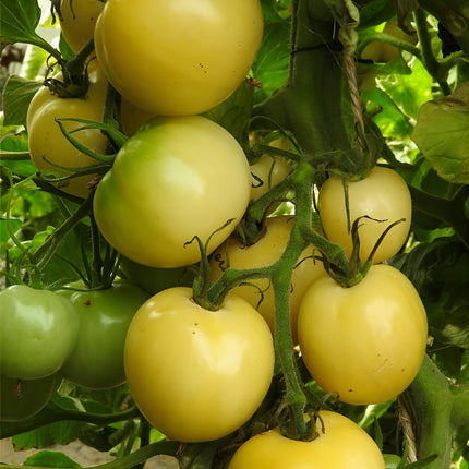 Pomidor wysoki biały Blanche de Picardie BIO - Solanum lycopersicum