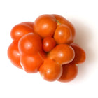Pomidor wysoki czerwony Voyage BIO - Solanum lycopersicum