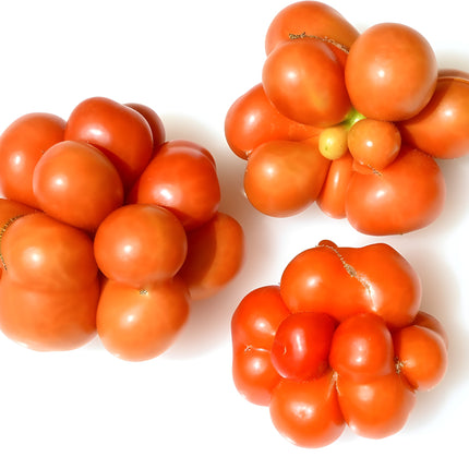 Pomidor wysoki czerwony Voyage BIO - Solanum lycopersicum