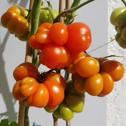 Pomidor wysoki czerwony Voyage BIO - Solanum lycopersicum