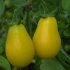Pomidor koktajlowy żółty Yellow Submarine BIO - Solanum lycopersicum
