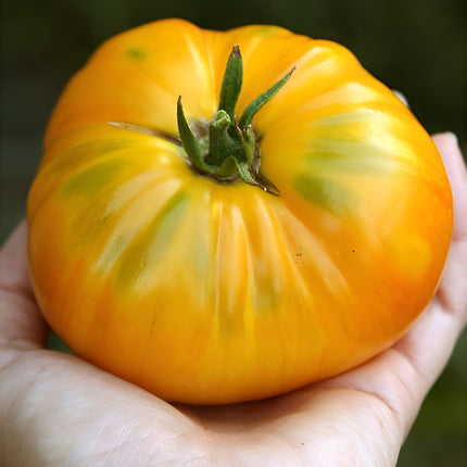 Pomidor wysoki Big White Pink Stripes BIO - Solanum lycopersicum