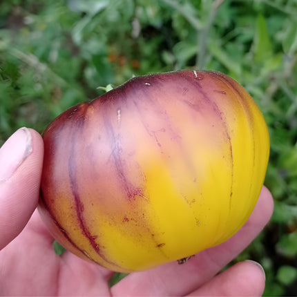 Pomidor wysoki Wolverine BIO - Solanum lycopersicum