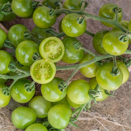 Pomidor koktajlowy zielony Green Doctor Frosted BIO - Solanum lycopersicum