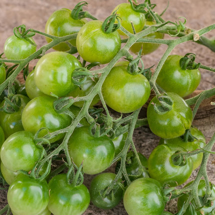 Pomidor koktajlowy zielony Green Doctor Frosted BIO - Solanum lycopersicum