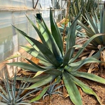 Nasiona Agawy Olbrzymiej (Agave mapisaga)