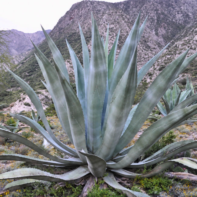 Nasiona Agawy Olbrzymiej (Agave mapisaga)