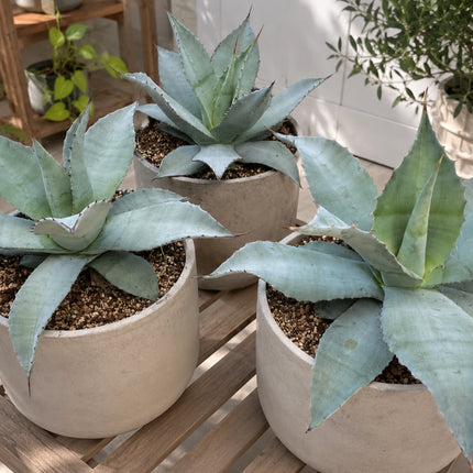Nasiona Agawy Olbrzymiej (Agave mapisaga)