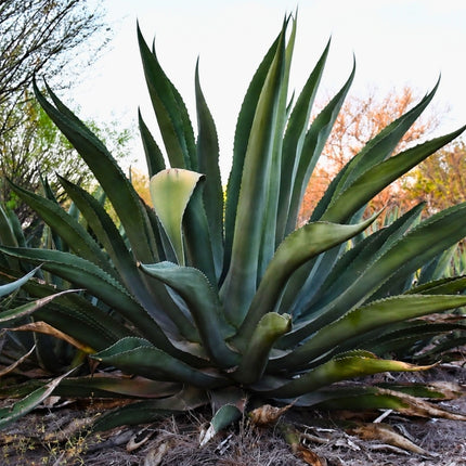 Nasiona Agawy Olbrzymiej (Agave mapisaga)