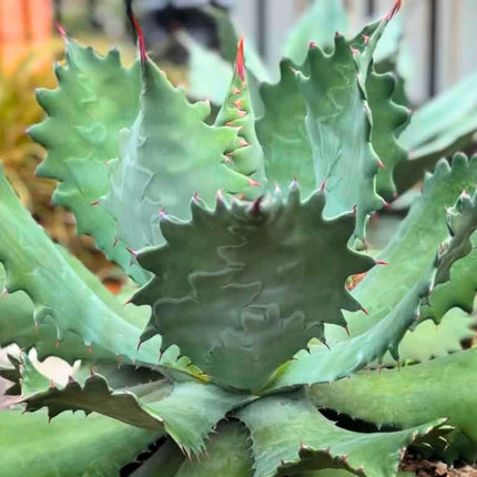 Nasiona Agawy Seemanna (Agave seemanniana)