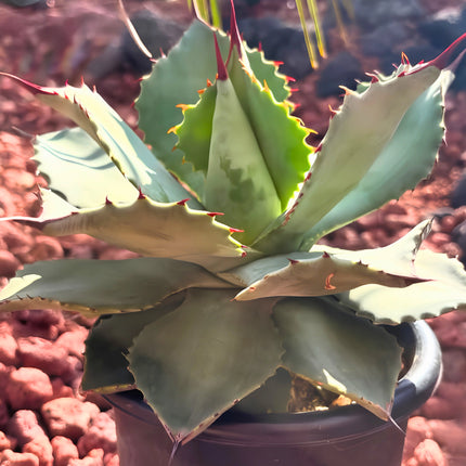 Nasiona Agawy Seemanna (Agave seemanniana)