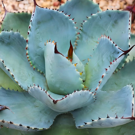Nasiona Agawy Seemanna (Agave seemanniana)