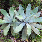 Nasiona Agawy Seemanna (Agave seemanniana)