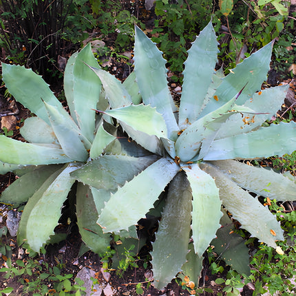 Nasiona Agawy Seemanna (Agave seemanniana)