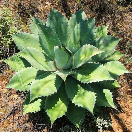 Nasiona Agawy Seemanna (Agave seemanniana)