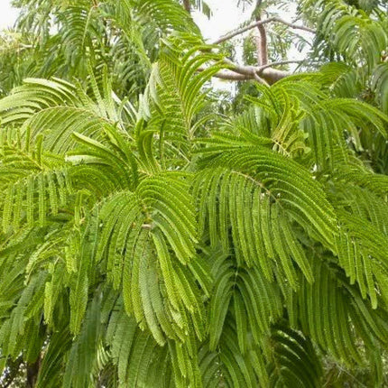 Nasiona Akacji Katechu (Senegalia catechu)