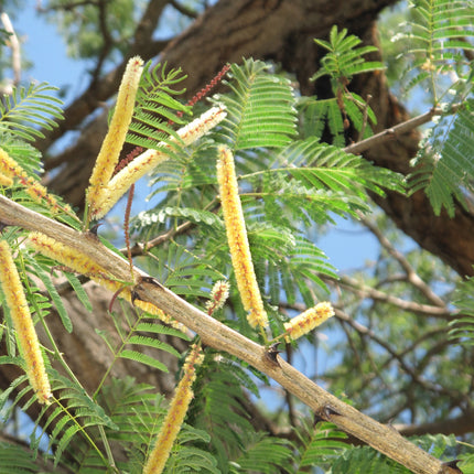 Nasiona Akacji Katechu (Senegalia catechu)