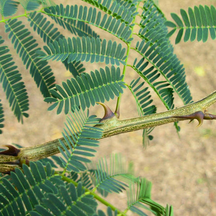 Nasiona Akacji Katechu (Senegalia catechu)