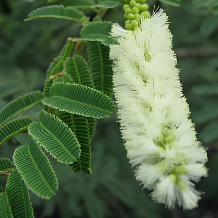 Nasiona Akacji Katechu (Senegalia catechu)