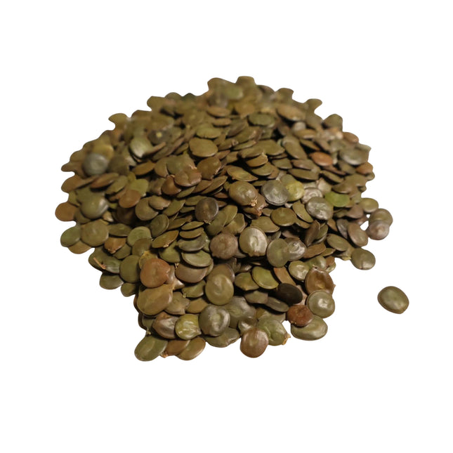 Nasiona Akacji Katechu (Senegalia catechu)