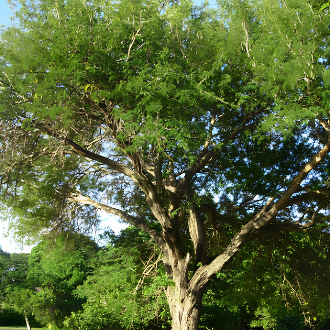 Nasiona Akacji Katechu (Senegalia catechu)