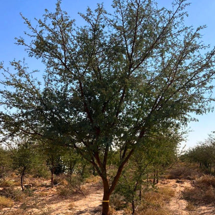 Nasiona Akacji Nilowej (Vachellia nilotica)