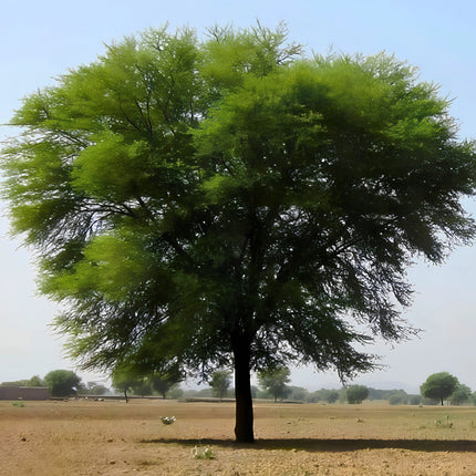 Nasiona Akacji Nilowej (Vachellia nilotica)