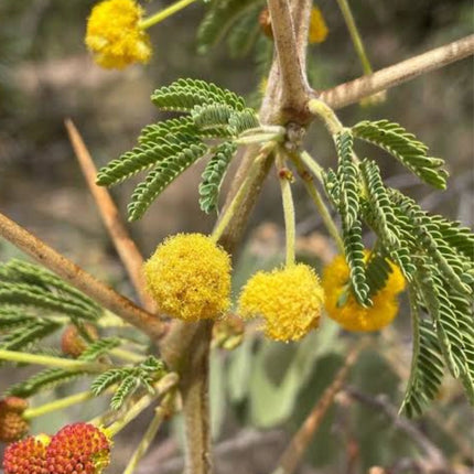 Nasiona Akacji Nilowej (Vachellia nilotica)