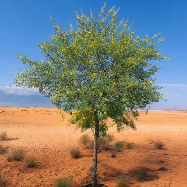 Nasiona Akacji Nilowej (Vachellia nilotica)