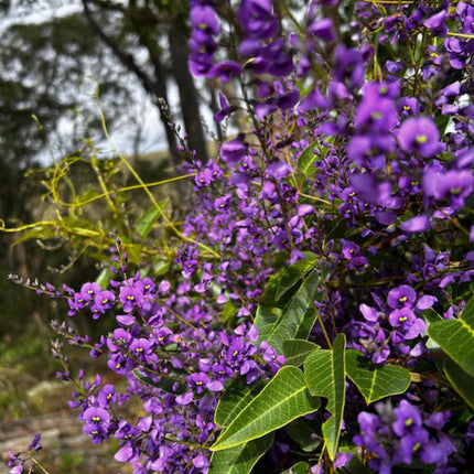 Nasiona Australijskiej Glicynii (Hardenbergia comptoniana)