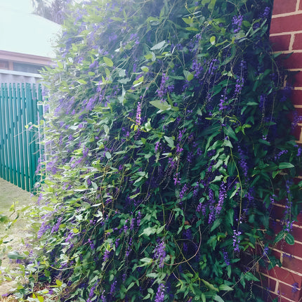 Nasiona Australijskiej Glicynii (Hardenbergia comptoniana)