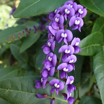 Nasiona Australijskiej Glicynii (Hardenbergia comptoniana)