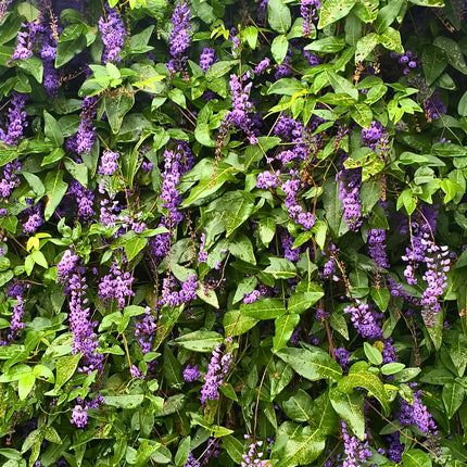Nasiona Australijskiej Glicynii (Hardenbergia comptoniana)