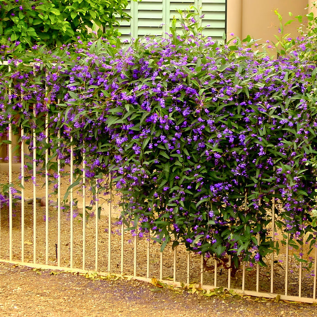 Nasiona Australijskiej Glicynii (Hardenbergia comptoniana)