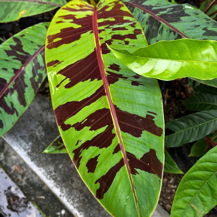 Nasiona Bananowca Zebrina (Musa acuminata var. sumatrana)