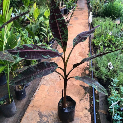 Nasiona Bananowca Zebrina (Musa acuminata var. sumatrana)