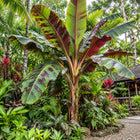 Nasiona Bananowca Zebrina (Musa acuminata var. sumatrana)