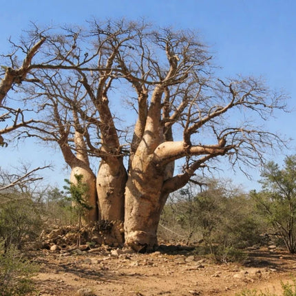Nasiona Baobabu Madagaskarskiego (Adansonia madagascariensis)