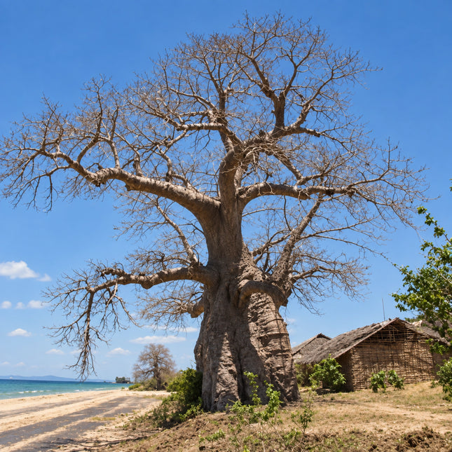 Nasiona Baobabu Madagaskarskiego (Adansonia madagascariensis)