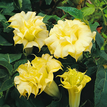 Nasiona Bielunia Golden Queen (Datura metel 'Golden Queen')