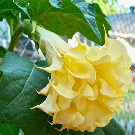 Nasiona Bielunia Golden Queen (Datura metel 'Golden Queen')