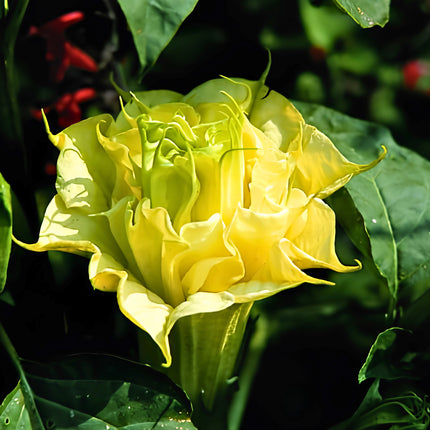 Nasiona Bielunia Golden Queen (Datura metel 'Golden Queen')