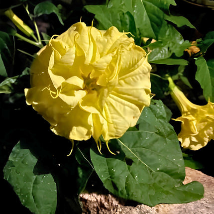 Nasiona Bielunia Golden Queen (Datura metel 'Golden Queen')