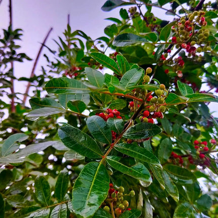 Nasiona Brazylijskiego Drzewa Pieprzowego (Schinus terebinthifolia)
