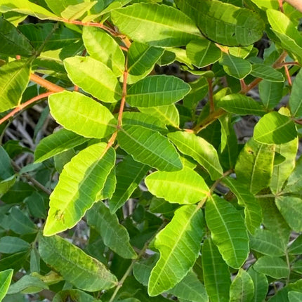 Nasiona Brazylijskiego Drzewa Pieprzowego (Schinus terebinthifolia)